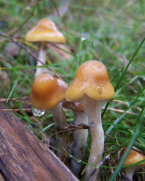 psilocybe cubensis australia map